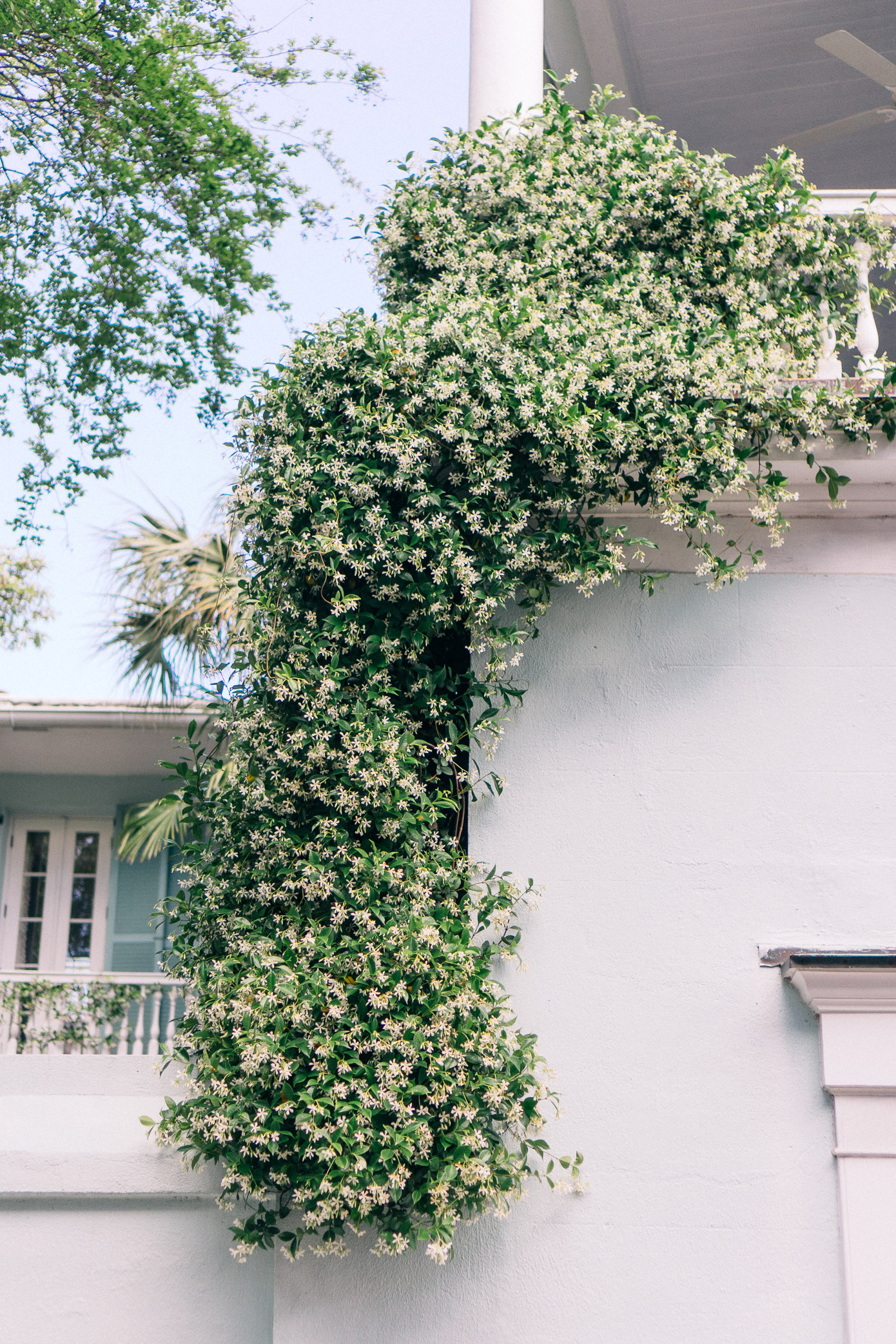 Jasmine Vine | Charleston Homes | Louella Reese Life & Style Blog