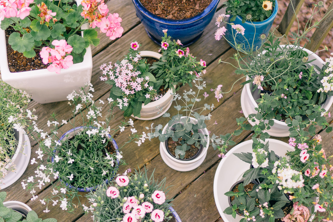 Update Your Outdoor Space with Potted Plants, Harvest Organics Soil | Louella Reese Life & Style Blog