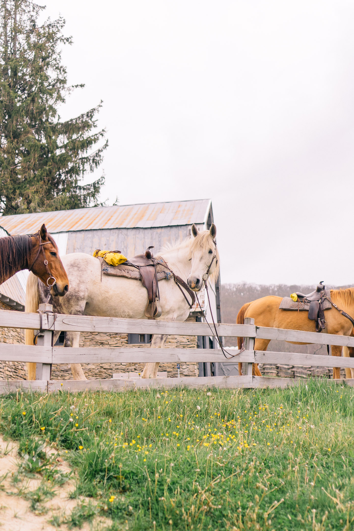 Cataloochee Ranch Review | Where to Go Horseback Riding in NC Mountains | Louella Reese Life & Style Blog