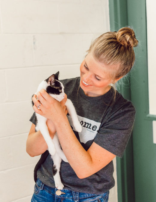 Kittens Available for Adoption in Charlotte NC | The Humane Society Charlotte featured on Louella Reese Blog